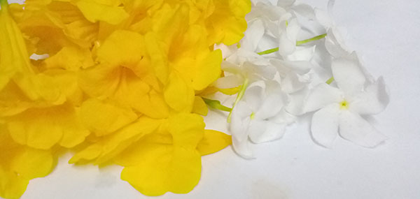 pinwheel flower or crape jasmine and yellow flowers
